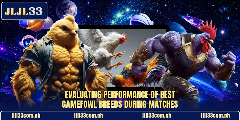 Evaluating performance of best gamefowl breeds during matches Evaluating performance of best gamefowl breeds during matches