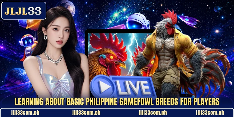 Learning about basic philippine gamefowl breeds for players Learning about basic philippine gamefowl breeds for players