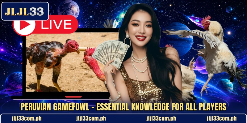 Peruvian Gamefowl - Essential Knowledge For All Players Peruvian Gamefowl - Essential Knowledge For All Players