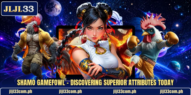 Shamo Gamefowl - Discovering Superior Attributes Today Shamo Gamefowl - Discovering Superior Attributes Today